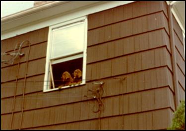 Puppies in a window